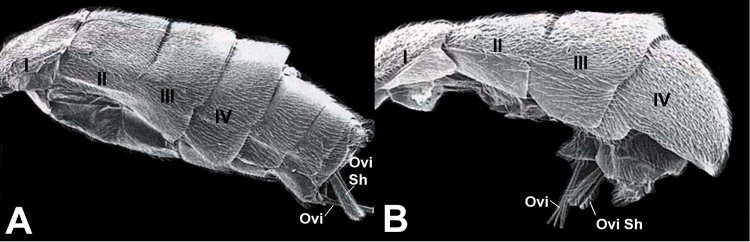 scanning electron micrographs of metasomas of non-Tetrasphaeropyx Aleiodes (A) and Tetrasphaeropyx (B)