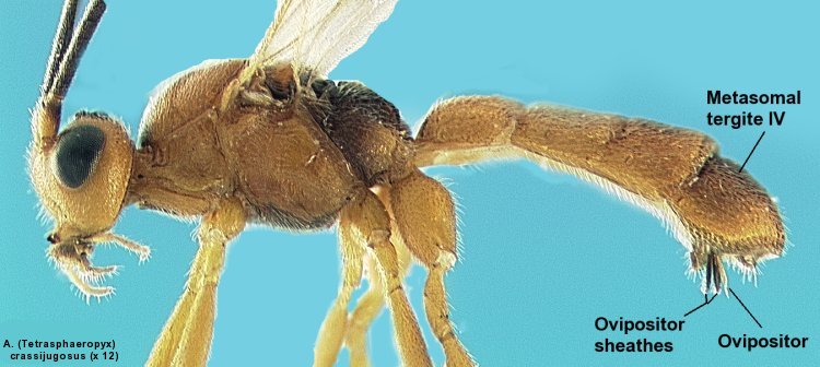 image of anterior soma of  Aleiodes (Tetrasphaeropyx) crassicarina showing long antennae