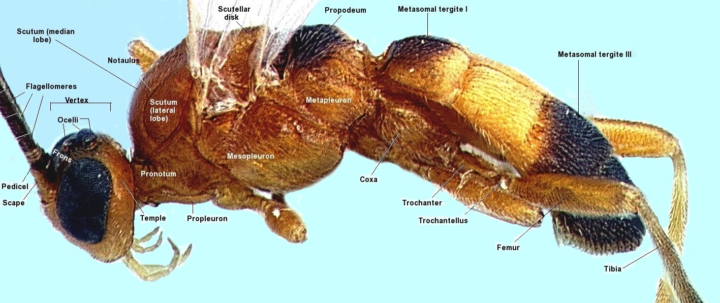 habitus of A. accohannocki with morphology labeled