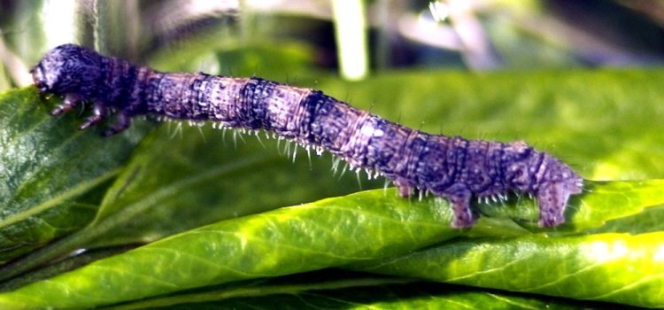 inchworm caterpillar climbing on willow leaf