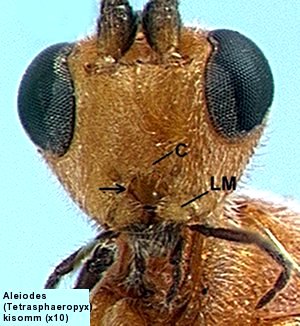 image of Aleiodes (Tetrasphaeropyx) kisomm face, with arrow showing circular opening between clypeus at top and mandibles at bottom