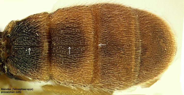 metasoma of <i>Aleiodes</i> (<i>Tetrasphaeropyx</i>)<i> provancheri</i>.