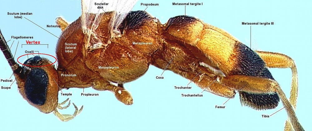 image of Aleiodes accohannocki vertex circled