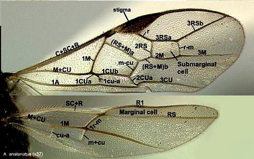 image of wings of <i>Aleiodes anatariatus</i> with veins and some cells labeled