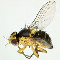 Liriomyza fly