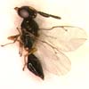 Trigonogastrella parasitica