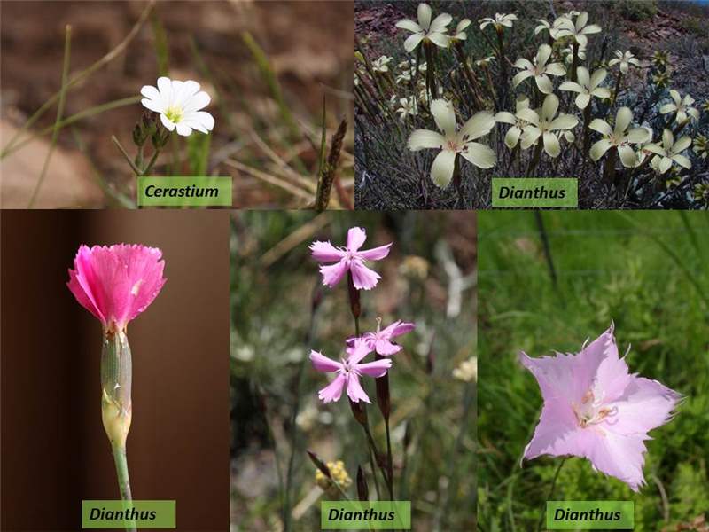 Caryophyllaceae – Vosse Rare Plants