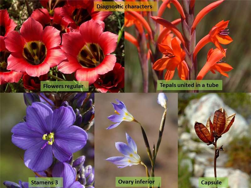 Iridaceae, Description, Major Genera and Species, & Facts