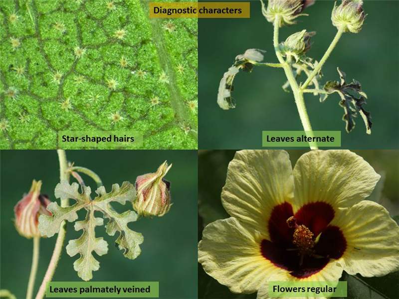 malvaceae family plants