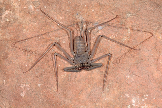 Charon (Charontidae) de la región de Kimberley