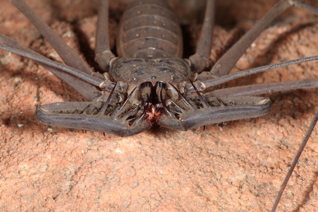 Charon (Charontidae) z Kimberley