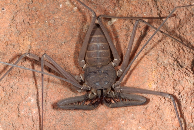 Charon (Charontidae) z Kimberley