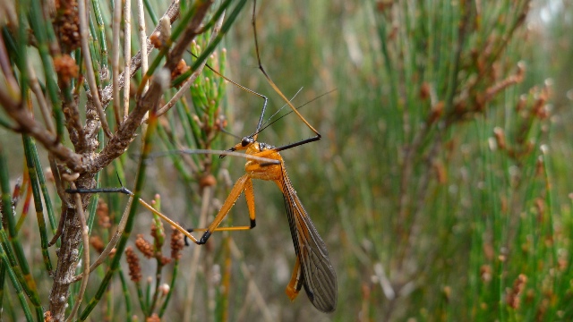 Crane flies - The Australian Museum