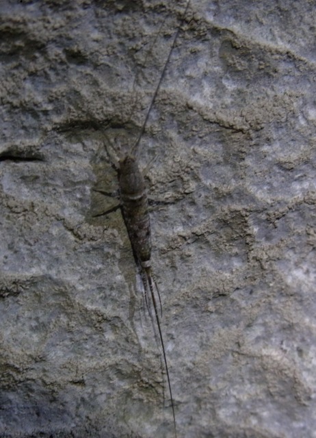 Order Archaeognatha