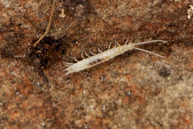 Symphylan found amongst leaf litter under rocks, Tasmania