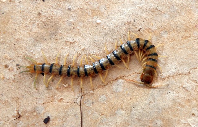 Mille-pattes scolopendrid d'Australie du Sud