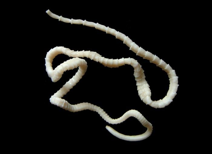 Platyhelminthes classe cestoda melisa parazitákkal