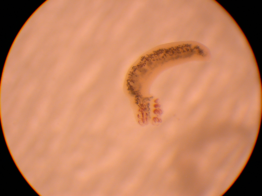 Platyhelminthes monogenea, Laposféreg (Platyhelminthes)