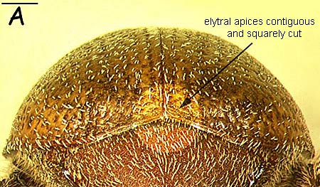 elytral apices  - larger image