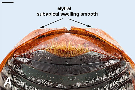 larger image elytral subapical swelling