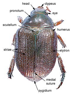 doral image of Anoplognathus sp.