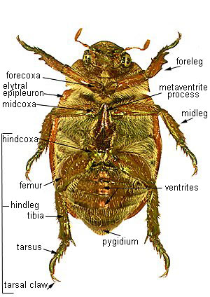 ventral image of Anoplognathus species