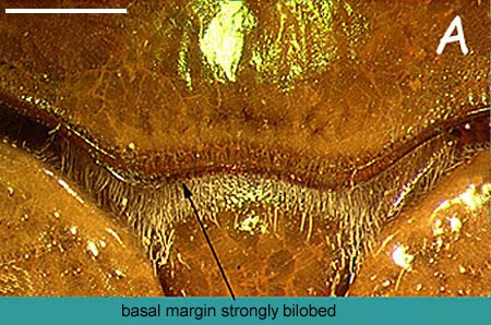 pronotal basal margin shape - larger image