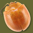 Chrysophtharta sp. 