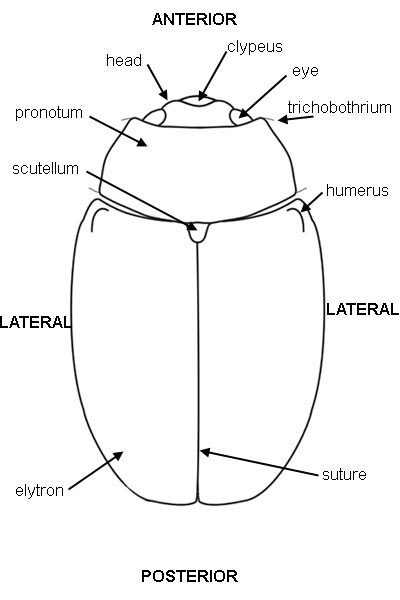 dorsal diagram