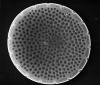 Antarctic Marine Diatoms - Lucid Web Player