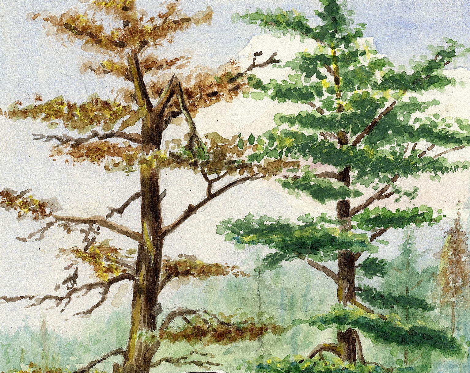water color of tree tops