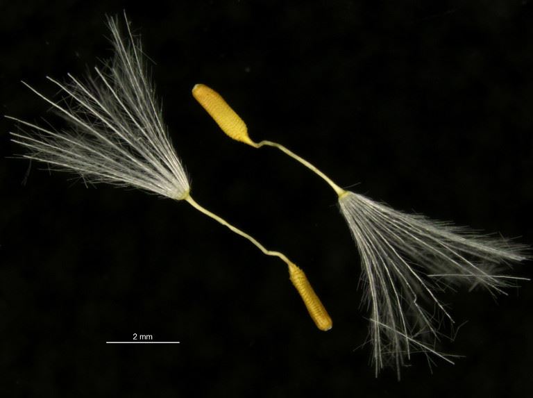 Helminthotheca aculeata Paraziták testtisztító áttekintése Helminthotheca aculeata