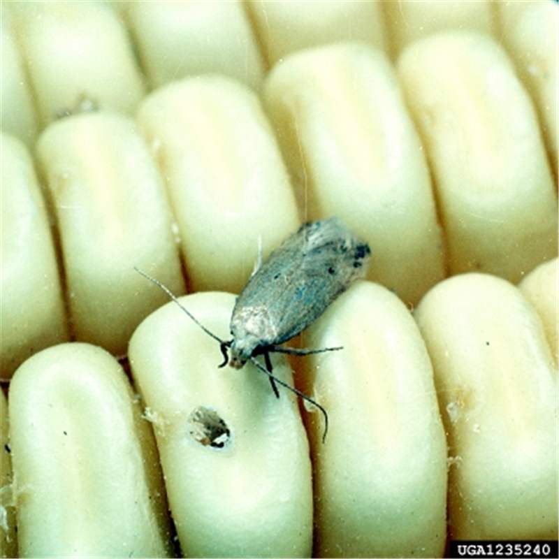 Factsheet - Sitotroga cerealella Olivier, 1789 - Angoumois Grain Moth
