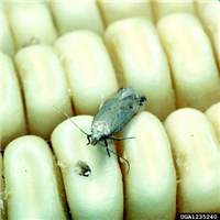 Angoumois grain moth sml - بید غلات ، بید گندم چیست؟