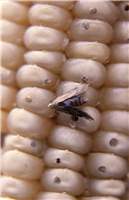 angoumois grain moth damage sml - بید غلات ، بید گندم چیست؟