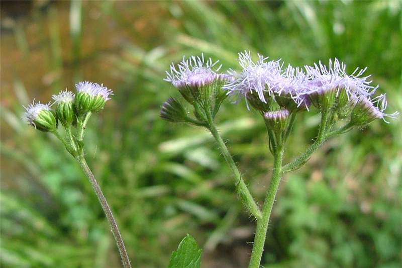 250 Ageratum conyzoides ALBINO Yellow VERY RARE Billygoat-weed HERB Flower SEEDS