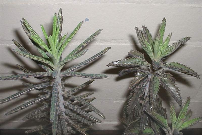 Bryophyllum Delagoense Mother Of, Chandelier Plant Benefits