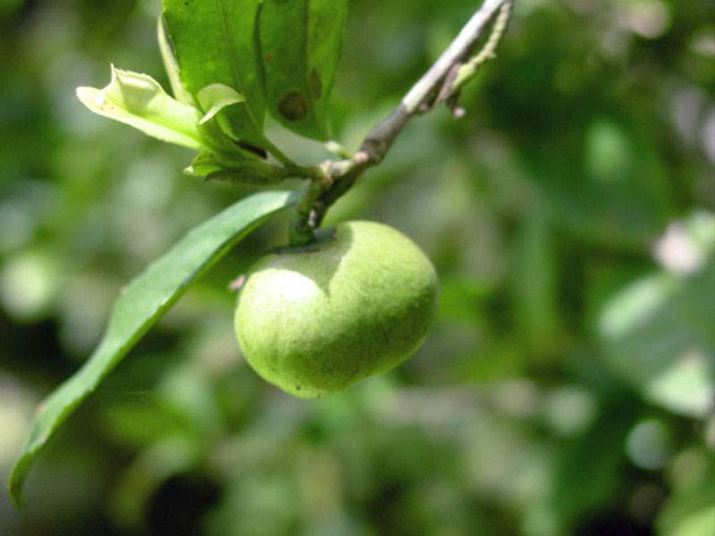 Factsheet - Camellia sinensis (Tea Plant)