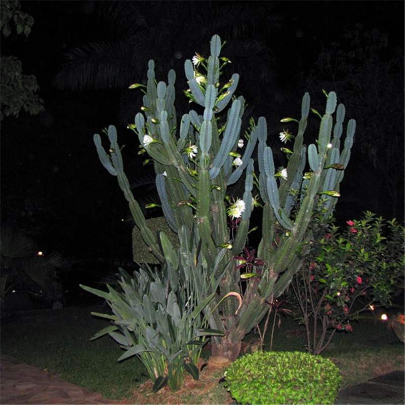 Cereus jamacaru (Queen-of-the-night)