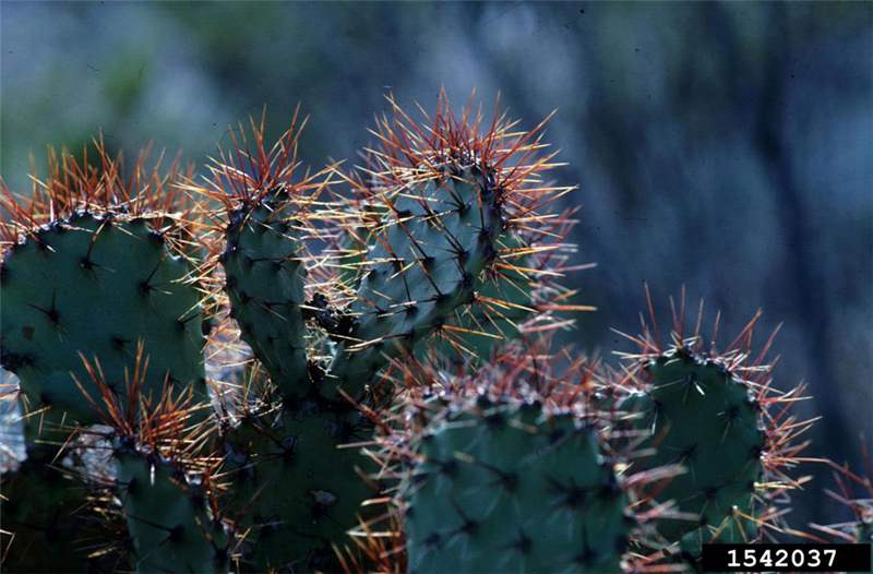 Factsheet Opuntia engelmannii (Prickly Pear Cactus)