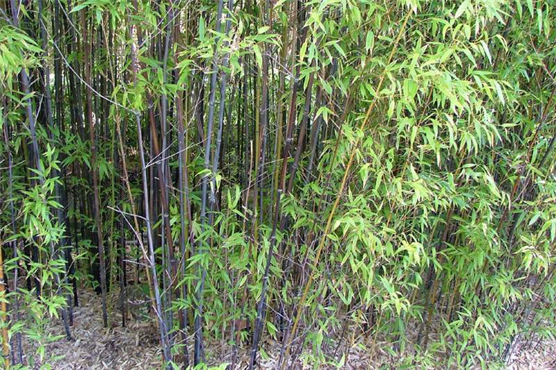 Factsheet - Phyllostachys nigra (Black Bamboo)