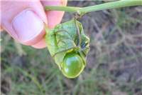 Factsheet - Physalis angulata (Wild Gooseberry)