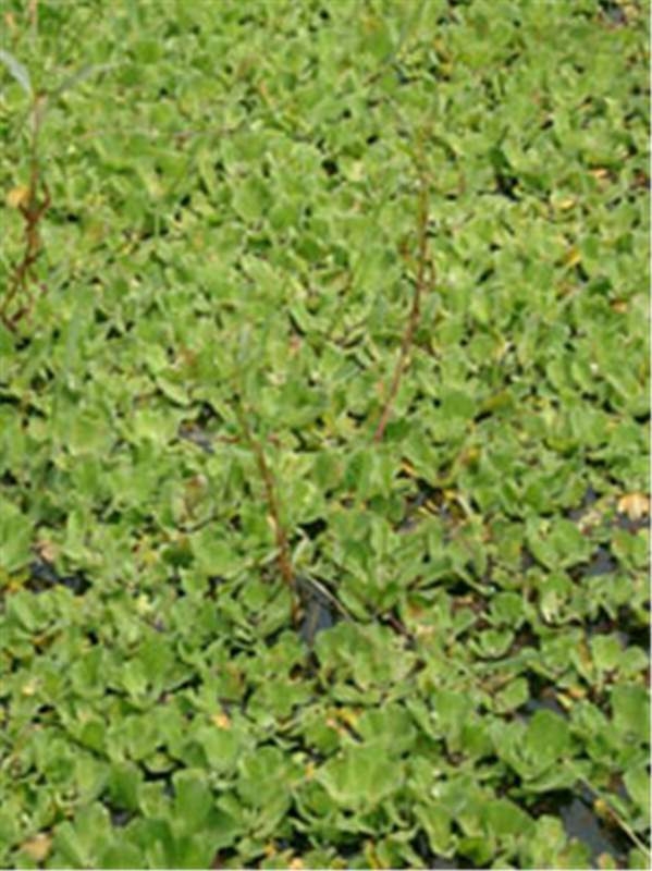 lettuce water pistia stratiotes weeds uganda keys pond geoffrey howard iucn watering mbarara