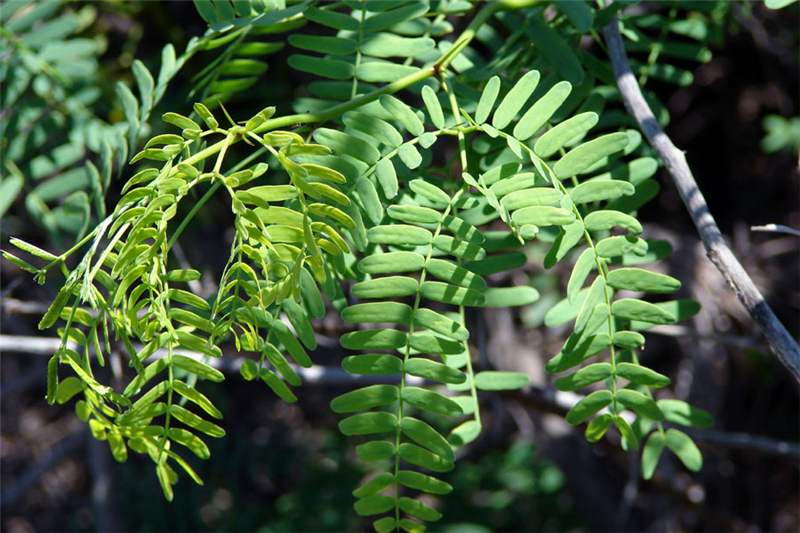 Factsheet - Prosopis juliflora (Prosopis or Mesquite)