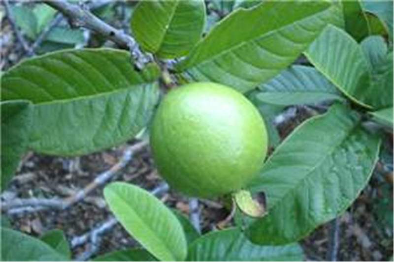 Featured image of post Psidium Guajava Bayabas Drawing The fruits are often included among super fruits being rich in dietary fiber vitamins a and c folic acid and dietary minerals such as potassium