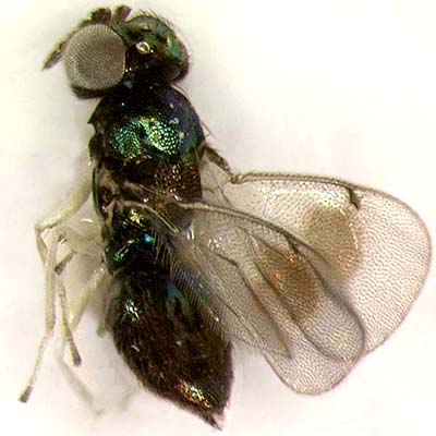 A. parva, female