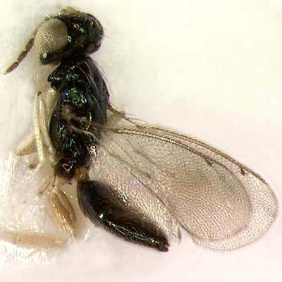 A. sp., female