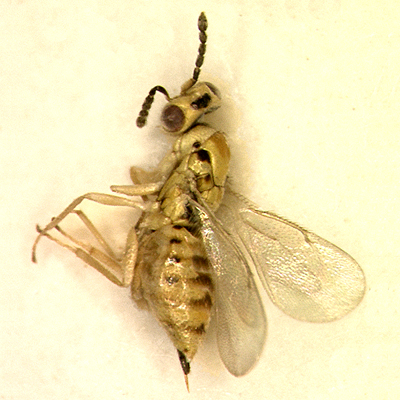 A. venustus, female