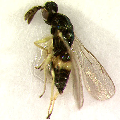D. arenaria, female