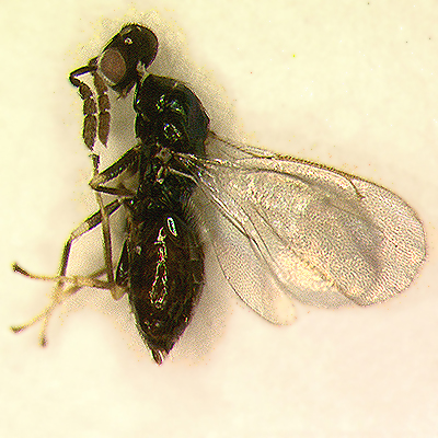 D. minoeus, female